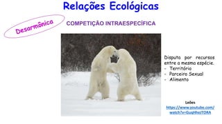 Relações Ecológicas
COMPETIÇÃO INTRAESPECÍFICA
Disputa por recursos
entre a mesma espécie.
- Território
- Parceiro Sexual
- Alimento
Leões
https://www.youtube.com/
watch?v=GuqHheJTORA
 