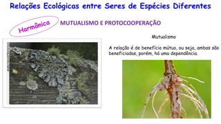 Relações Ecológicas entre Seres de Espécies Diferentes
MUTUALISMO E PROTOCOOPERAÇÃO
Mutualismo
A relação é de benefício mútuo, ou seja, ambas são
beneficiadas, porém, há uma dependência.
 
