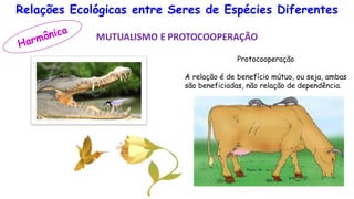 Relações Ecológicas entre Seres de Espécies Diferentes
MUTUALISMO E PROTOCOOPERAÇÃO
Protocooperação
A relação é de benefício mútuo, ou seja, ambas
são beneficiadas, não relação de dependência.
 