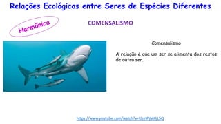 Relações Ecológicas entre Seres de Espécies Diferentes
COMENSALISMO
Comensalismo
A relação é que um ser se alimenta dos restos
de outro ser.
https://www.youtube.com/watch?v=UznWjMHjL5Q
 
