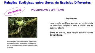 Relações Ecológicas entre Seres de Espécies Diferentes
INQUILINISMO E EPIFITISMO
Inquilinismo
Uma relação ecológica em que um participante
se beneficia, enquanto para o outro não há
qualquer efeito.
Entre as plantas, essa relação recebe o nome
de Epifitismo.
Bromélia em galho de árvore. As epífitas
são beneficiadas pela maior exposição à
luz e utilizam a outra planta apenas como
suporte.
 