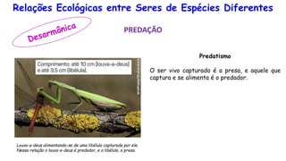 Relações Ecológicas entre Seres de Espécies Diferentes
PREDAÇÃO
Predatismo
O ser vivo capturado é a presa, e aquele que
captura e se alimenta é o predador.
Louva-a-deus alimentando-se de uma libélula capturada por ele.
Nessa relação o louva-a-deus é predador, e a libélula, a presa.
 