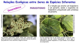 Relações Ecológicas entre Seres de Espécies Diferentes
PARASITISMO
É a relação que envolve um hospedeiro
e um parasita, sendo o organismo do
hospedeiro prejudicado pela presença
do parasita.
As bolinhas observadas nessas folhas são conhecidas como
galhas que podem ser causadas por parasitas internos da planta,
que podem ser vírus, bactérias, fungos ou ácaros
Os fios amarelos são de uma planta parasita conhecida como
cipó-chumbo. Ela não realiza fotossíntese e retira água e
nutrientes da planta hospedeira. O cipó-chumbo é um exemplo
de ectoparasita.
 