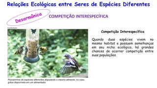 Relações Ecológicas entre Seres de Espécies Diferentes
COMPETIÇÃO INTERESPECÍFICA
Competição Interespecífica
Quando duas espécies vivem no
mesmo habitat e possuem semelhanças
em seu nicho ecológico, há grandes
chances de ocorrer competição entre
suas populações.
Passarinhos de espécies diferentes disputando o mesmo alimento, no caso,
grãos disponíveis em um alimentador.
 