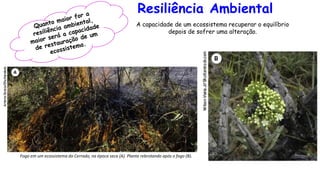 Resiliência Ambiental
A capacidade de um ecossistema recuperar o equilíbrio
depois de sofrer uma alteração.
Fogo em um ecossistema do Cerrado, na época seca (A). Planta rebrotando após o fogo (B).
 