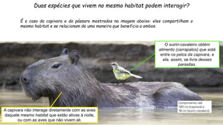 Duas espécies que vivem no mesmo habitat podem interagir?
É o caso da capivara e do pássaro mostrados na imagem abaixo: eles compartilham o
mesmo habitat e se relacionam de uma maneira que beneficia a ambos.
O suiriri-cavaleiro obtém
alimento (carrapatos) que está
entre os pelos da capivara, e
ela, assim, se livra desses
parasitas.
A capivara não interage diretamente com as aves
daquele mesmo habitat que estão ativas à noite,
ou com as aves que não vivem ali.
 