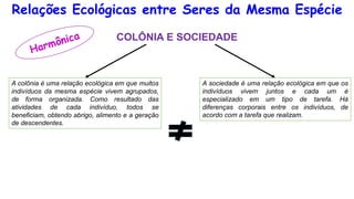 Relações Ecológicas entre Seres da Mesma Espécie
COLÔNIA E SOCIEDADE
A colônia é uma relação ecológica em que muitos
indivíduos da mesma espécie vivem agrupados,
de forma organizada. Como resultado das
atividades de cada indivíduo, todos se
beneficiam, obtendo abrigo, alimento e a geração
de descendentes.
A sociedade é uma relação ecológica em que os
indivíduos vivem juntos e cada um é
especializado em um tipo de tarefa. Há
diferenças corporais entre os indivíduos, de
acordo com a tarefa que realizam.
 