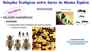 Relações Ecológicas entre Seres da Mesma Espécie
SOCIEDADE
A vida das formigas
https://www.youtube.com/w
atch?v=0EHaEHj7SEU
 