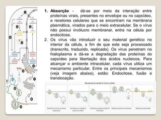 Cláudia Barros Moreira
2020/2021 Biologia 12º ano 10
1. Absorção - dá-se por meio da interação entre
proteínas virais, presentes no envelope ou no capsídeo,
e recetores celulares que se encontram na membrana
plasmática, virados para o meio extracelular. Se o vírus
não possui invólucro membranar, entra na célula por
endocitose.
2. Os vírus vão introduzir o seu material genético no
interior da célula, a fim de que este seja processado
(transcrito, traduzido, replicado). Os vírus penetram no
hialoplasma e dá-se a degradação das proteínas do
capsídeo para libertação dos ácidos nucleicos. Para
alcançar o ambiente intracelular, cada vírus utiliza um
mecanismo particular. Entre os principais mecanismos
(veja imagem abaixo), estão: Endocitose, fusão e
translocação.
 