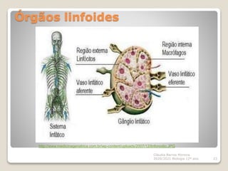 Órgãos linfoides
Cláudia Barros Moreira
2020/2021 Biologia 12º ano 23
http://www.medicinageriatrica.com.br/wp-content/uploads/2007/12/linfonodio.JPG
 