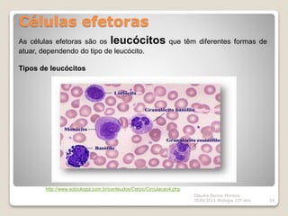 Células efetoras
Cláudia Barros Moreira
2020/2021 Biologia 12º ano 24
As células efetoras são os leucócitos que têm diferentes formas de
atuar, dependendo do tipo de leucócito.
Tipos de leucócitos
http://www.sobiologia.com.br/conteudos/Corpo/Circulacao4.php
 