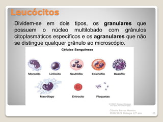 Leucócitos
Cláudia Barros Moreira
2020/2021 Biologia 12º ano 25
Dividem-se em dois tipos, os granulares que
possuem o núcleo multilobado com grânulos
citoplasmáticos específicos e os agranulares que não
se distingue qualquer grânulo ao microscópio.
 