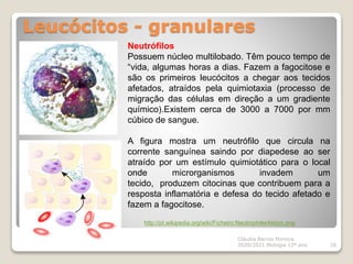 Leucócitos - granulares
Cláudia Barros Moreira
2020/2021 Biologia 12º ano 26
Neutrófilos
Possuem núcleo multilobado. Têm pouco tempo de
“vida, algumas horas a dias. Fazem a fagocitose e
são os primeiros leucócitos a chegar aos tecidos
afetados, atraídos pela quimiotaxia (processo de
migração das células em direção a um gradiente
químico).Existem cerca de 3000 a 7000 por mm
cúbico de sangue.
A figura mostra um neutrófilo que circula na
corrente sanguínea saindo por diapedese ao ser
atraído por um estímulo quimiotático para o local
onde microrganismos invadem um
tecido, produzem citocinas que contribuem para a
resposta inflamatória e defesa do tecido afetado e
fazem a fagocitose.
http://pt.wikipedia.org/wiki/Ficheiro:NeutrophilerAktion.png
 