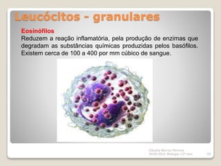 Leucócitos - granulares
Cláudia Barros Moreira
2020/2021 Biologia 12º ano 28
Eosinófilos
Reduzem a reação inflamatória, pela produção de enzimas que
degradam as substâncias químicas produzidas pelos basófilos.
Existem cerca de 100 a 400 por mm cúbico de sangue.
 