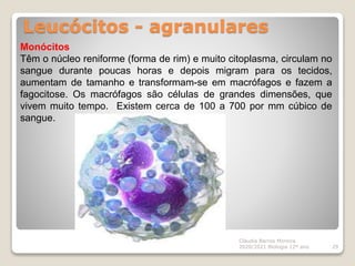 Leucócitos - agranulares
Cláudia Barros Moreira
2020/2021 Biologia 12º ano 29
Monócitos
Têm o núcleo reniforme (forma de rim) e muito citoplasma, circulam no
sangue durante poucas horas e depois migram para os tecidos,
aumentam de tamanho e transformam-se em macrófagos e fazem a
fagocitose. Os macrófagos são células de grandes dimensões, que
vivem muito tempo. Existem cerca de 100 a 700 por mm cúbico de
sangue.
 