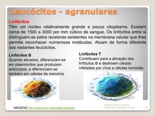 Leucócitos - agranulares
Cláudia Barros Moreira
2020/2021 Biologia 12º ano 30
Linfócitos
Têm um núcleo relativamente grande e pouco citoplasma. Existem
cerca de 1500 a 3000 por mm cúbico de sangue. Os linfócitos entre si
distinguem-se pelos recetores existentes na membrana celular que lhes
permite reconhecer numerosas moléculas. Atuam de forma diferente
dos restantes leucócitos.
Linfócitos B
Quando ativados, diferenciam-se
em plasmócitos que produzem
anticorpos, e diferenciam-se
também em células de memória.
Linfócitos T
Contribuem para a ativação dos
linfócitos B e destroem células
infetadas por vírus e células tumorais.
iMAGENS http://commons.wikimedia.org/wiki/
 