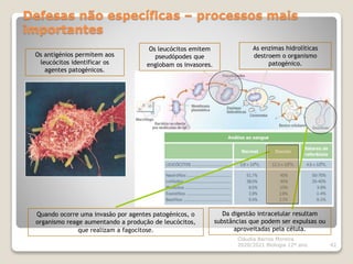Defesas não específicas – processos mais
importantes
Cláudia Barros Moreira
2020/2021 Biologia 12º ano 42
As enzimas hidrolíticas
destroem o organismo
patogénico.
Da digestão intracelular resultam
substâncias que podem ser expulsas ou
aproveitadas pela célula.
Os leucócitos emitem
pseudópodes que
englobam os invasores.
Quando ocorre uma invasão por agentes patogénicos, o
organismo reage aumentando a produção de leucócitos,
que realizam a fagocitose.
Os antigénios permitem aos
leucócitos identificar os
agentes patogénicos.
 
