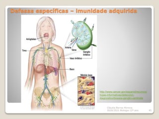 Defesas específicas – imunidade adquirida
Cláudia Barros Moreira
2020/2021 Biologia 12º ano 45
http://www.cancer.gov/espanol/recursos/
hojas-informativas/deteccion-
diagnostico/biopsia-ganglio-centinela
 