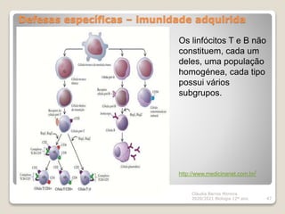 Defesas específicas – imunidade adquirida
Cláudia Barros Moreira
2020/2021 Biologia 12º ano 47
Os linfócitos T e B não
constituem, cada um
deles, uma população
homogénea, cada tipo
possui vários
subgrupos.
http://www.medicinanet.com.br/
 