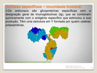 Defesas específicas – imunidade humoral
Cláudia Barros Moreira
2020/2021 Biologia 12º ano 54
Os anticorpos são glicoproteínas específicas com a
designação geral de imunoglobulinas (Ig), que se combinam
quimicamente com o antigénio específico que estimulou a sua
produção. Têm uma estrutura em Y formada por quatro cadeias
polipeptídicas.
http://www.path.cam.ac.uk/~mrc7/movies/migg2ar.html
 