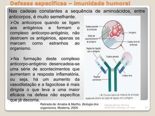Defesas específicas – imunidade humoral
Cláudia Barros Moreira
2020/2021 Biologia 12º ano 57
Nas cadeias constantes a sequência de aminoácidos, entre
anticorpos, é muito semelhante.
Retirada de: Amabis & Martho, Biologia dos
organismos. Moderna, 2004.
Os anticorpos quando se ligam
aos antigénios e formam o
complexo anticorpo-antigénio, não
destroem os antigénios, apenas os
marcam como estranhos ao
organismo.
Na formação deste complexo
anticorpo-antigénio desencadeia-se
uma série de acontecimentos que
aumentam a resposta inflamatória,
ou seja, há um aumento da
vasodilatação e a fagocitose é mais
dirigida o que leva a uma maior
eficácia na defesa não específica
que já decorria.
 