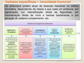 Defesas específicas – imunidade humoral
Cláudia Barros Moreira
2020/2021 Biologia 12º ano
58
Os anticorpos podem atuar de diversas maneiras na defesa
imunitária, dependendo da classe a que cada um pertence: por
aglutinação, por intensificação direta da fagocitose, por
neutralização direta de vírus e toxinas bacterianas e por
ativação do sistema complemento, etc.
 