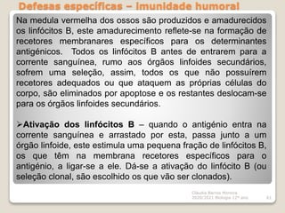 Defesas específicas – imunidade humoral
Cláudia Barros Moreira
2020/2021 Biologia 12º ano 61
Na medula vermelha dos ossos são produzidos e amadurecidos
os linfócitos B, este amadurecimento reflete-se na formação de
recetores membranares específicos para os determinantes
antigénicos. Todos os linfócitos B antes de entrarem para a
corrente sanguínea, rumo aos órgãos linfoides secundários,
sofrem uma seleção, assim, todos os que não possuírem
recetores adequados ou que ataquem as próprias células do
corpo, são eliminados por apoptose e os restantes deslocam-se
para os órgãos linfoides secundários.
Ativação dos linfócitos B – quando o antigénio entra na
corrente sanguínea e arrastado por esta, passa junto a um
órgão linfoide, este estimula uma pequena fração de linfócitos B,
os que têm na membrana recetores específicos para o
antigénio, a ligar-se a ele. Dá-se a ativação do linfócito B (ou
seleção clonal, são escolhido os que vão ser clonados).
 