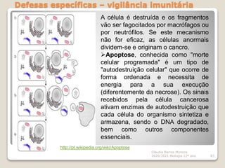 Defesas específicas – vigilância imunitária
Cláudia Barros Moreira
2020/2021 Biologia 12º ano 83
A célula é destruída e os fragmentos
vão ser fagocitados por macrófagos ou
por neutrófilos. Se este mecanismo
não for eficaz, as células anormais
dividem-se e originam o cancro.
Apoptose, conhecida como "morte
celular programada" é um tipo de
"autodestruição celular" que ocorre de
forma ordenada e necessita de
energia para a sua execução
(diferentemente da necrose). Os sinais
recebidos pela célula cancerosa
ativam enzimas de autodestruição que
cada célula do organismo sintetiza e
armazena, sendo o DNA degradado,
bem como outros componentes
essenciais.
http://pt.wikipedia.org/wiki/Apoptose
 