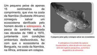 Um pequeno peixe de apenas
15 centímetros de
comprimento, que vive na costa
da Namíbia (Sudoeste Africano)
conseguiu salvar um
ecossistema danificado pelo
homem devido a sobrepesca. A
pesca da sardinha realizada
nas décadas de 1960 e 1970,
juntamente com condições
ambientais desfavoráveis, fez
com que o ecossistema de
Benguela, na costa da Namíbia,
na África, entrasse em colapso.
A sobrepesca é resultado da captura
insustentável e, além de pôr em risco uma
série de espécies pesqueiras, aumenta o
desperdício de alimentos.
 
