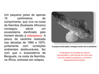 Um pequeno peixe de apenas
15 centímetros de
comprimento, que vive na costa
da Namíbia (Sudoeste Africano)
conseguiu salvar um
ecossistema danificado pelo
homem devido a sobrepesca. A
pesca da sardinha realizada
nas décadas de 1960 e 1970,
juntamente com condições
ambientais desfavoráveis, fez
com que o ecossistema de
Benguela, na costa da Namíbia,
na África, entrasse em colapso.
A sobrepesca é resultado da captura
insustentável e, além de pôr em risco uma
série de espécies pesqueiras, aumenta o
desperdício de alimentos.
 