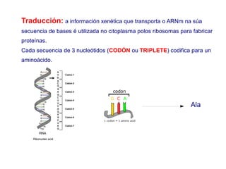 Traducción: a información xenética que transporta o ARNm na súa
secuencia de bases é utilizada no citoplasma polos ribosomas para fabricar
proteínas.
Cada secuencia de 3 nucleótidos (CODÓN ou TRIPLETE) codifica para un
aminoácido.
Ala
 