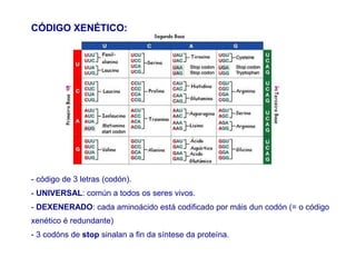CÓDIGO XENÉTICO:
- código de 3 letras (codón).
- UNIVERSAL: común a todos os seres vivos.
- DEXENERADO: cada aminoácido está codificado por máis dun codón (= o código
xenético é redundante)
- 3 codóns de stop sinalan a fin da síntese da proteína.
 