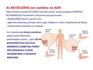 As MUTACIÓNS son cambios no ADN
Estes cambios suceden AO AZAR e de xeito natural, ainda que algúns AXENTES
MUTAXÉNICOS incrementan a frecuencia coa que ocurren:
- RADIACIÓNS (raios X, gamma, UV)
- algúnhas sustancias químicas como o gas mostaza e moitos compoñentes do tabaco.
- contaminantes presentes no ambiente.
As mutacións en células somáticas
poden causar alteracións,
enfermidades (cancer...) pero SÓ AS
MUTACIÓNS NAS CÉLULAS
XERMINAIS (GAMETOS) PODEN
SER HERDADAS, É DICIR,
TRANSMITIRSE Á SEGUINTE
XERACIÓN
 