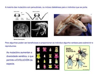 A maioría das mutacións son perxudiciais, ou incluso deletéreas para o individuo que as porta.
Pero algunhas poden ser beneficiosas e proporcionar ao individuo algunha vantaxe para sobrevivir e
reproducirse.
As mutacións aumentan a
diversidade xenética, o que
permite a EVOLUCIÓN da
especie.
 