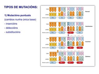 1) Mutacións puntuais
(cambios nunha única base):
- insercións
- deleccións
- substitucións
TIPOS DE MUTACIÓNS:
 