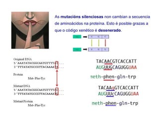 As mutacións silenciosas non cambian a secuencia
de aminoácidos na proteína. Esto é posible grazas a
que o código xenético é dexenerado.
 