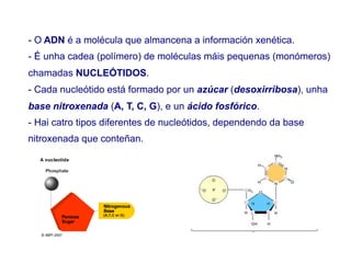 - O ADN é a molécula que almancena a información xenética.
- É unha cadea (polímero) de moléculas máis pequenas (monómeros)
chamadas NUCLEÓTIDOS.
- Cada nucleótido está formado por un azúcar (desoxirribosa), unha
base nitroxenada (A, T, C, G), e un ácido fosfórico.
- Hai catro tipos diferentes de nucleótidos, dependendo da base
nitroxenada que conteñan.
 