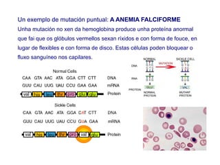 Un exemplo de mutación puntual: A ANEMIA FALCIFORME
Unha mutación no xen da hemoglobina produce unha proteína anormal
que fai que os glóbulos vermellos sexan ríxidos e con forma de fouce, en
lugar de flexibles e con forma de disco. Estas células poden bloquear o
fluxo sanguíneo nos capilares.
 