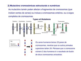 As mutacións tamén poden afectar a fragmentos de cromosomas (que
inclúen centos de xenes) ou incluso a cromosomas enteiros, ou a xogos
completos de cromosomas.
Os seres humanos temos 23 pares de
cromosomas, mentras que os outros primates
superiores teñen 24. Pénsase que o cromosoma
número 2 dos humanos é o resultado da fusión
de dous cromosomas ancestrais.
2) Mutacións cromosómicas estructurais e numéricas
 