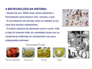 A BIOTECNOLOXÍA NA HISTORIA:
- Desde hai uns 10000 anos vense utilizando a
fermentación para producir viño, cervexa, e pan.
- A cría selectiva de animais como os cabalos ou os
cans leva séculos realizándose.
- O cultivo selectivo de alimentos como o arroz, millo
e trigo foi creando miles de variedades locais con un
rendemento mellorado en comparación cos seus
antepasados salvaxes.
 