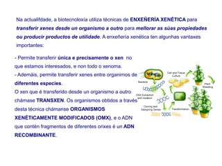 Na actualifdade, a biotecnoloxía utiliza técnicas de ENXEÑERÍA XENÉTICA para
transferir xenes desde un organismo a outro para mellorar as súas propiedades
ou producir productos de utilidade. A enxeñería xenética ten algunhas vantaxes
importantes:
- Permite transferir única e precisamente o xen no
que estamos interesados, e non todo o xenoma.
- Ademáis, permite transferir xenes entre organimos de
diferentes especies.
O xen que é transferido desde un organismo a outro
chámase TRANSXEN. Os organismos obtidos a través
desta técnica chámanse ORGANISMOS
XENÉTICAMENTE MODIFICADOS (OMX), e o ADN
que contén fragmentos de diferentes orixes é un ADN
RECOMBINANTE.
 