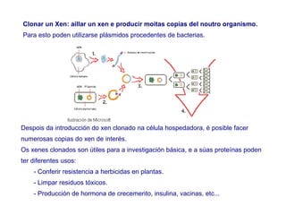 Clonar un Xen: aillar un xen e producir moitas copias del noutro organismo.
Para esto poden utilizarse plásmidos procedentes de bacterias.
Despois da introducción do xen clonado na célula hospedadora, é posible facer
numerosas copias do xen de interés.
Os xenes clonados son útiles para a investigación básica, e a súas proteínas poden
ter diferentes usos:
- Conferir resistencia a herbicidas en plantas.
- Limpar residuos tóxicos.
- Producción de hormona de crecemento, insulina, vacinas, etc...
 