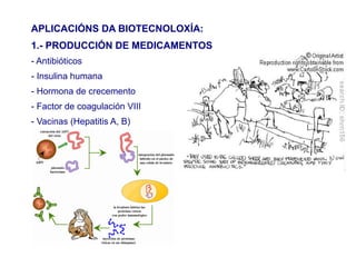 APLICACIÓNS DA BIOTECNOLOXÍA:
1.- PRODUCCIÓN DE MEDICAMENTOS
- Antibióticos
- Insulina humana
- Hormona de crecemento
- Factor de coagulación VIII
- Vacinas (Hepatitis A, B)
 