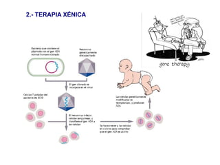 2.- TERAPIA XÉNICA
 