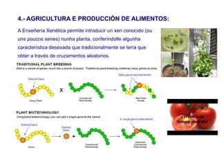 4.- AGRICULTURA E PRODUCCIÓN DE ALIMENTOS:
A Enxeñería Xenética permite introducir un xen conocido (ou
uns poucos xenes) nunha planta, conferíndolle algunha
característica desexada que tradicionalmente se tería que
obter a través de cruzamentos aleatorios.
 