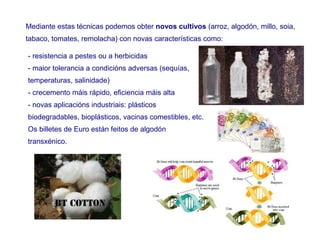 Mediante estas técnicas podemos obter novos cultivos (arroz, algodón, millo, soia,
tabaco, tomates, remolacha) con novas características como:
- resistencia a pestes ou a herbicidas
- maior tolerancia a condicións adversas (sequías,
temperaturas, salinidade)
- crecemento máis rápido, eficiencia máis alta
- novas aplicacións industriais: plásticos
biodegradables, bioplásticos, vacinas comestibles, etc.
Os billetes de Euro están feitos de algodón
transxénico.
 