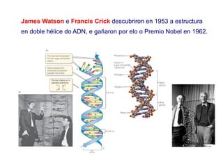James Watson e Francis Crick descubriron en 1953 a estructura
en doble hélice do ADN, e gañaron por elo o Premio Nobel en 1962.
 