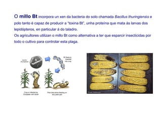 O millo Bt incorpora un xen da bacteria do solo chamada Bacillus thuringiensis e
polo tanto é capaz de producir a “toxina Bt”, unha proteína que mata ás larvas dos
lepidópteros, en particular á do taladro.
Os agricultores utilizan o millo Bt como alternativa a ter que esparcir insecticidas por
todo o cultivo para controlar esta plaga.
 