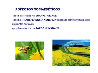 ASPECTOS SOCIAIS/ÉTICOS
- posibles efectos na BIODIVERSIDADE
- posible TRANSFERENCIA XENÉTICA desde as plantas transxénicas
ás plantas salvaxes
- posibles efectos na SAÚDE HUMANA ??
 