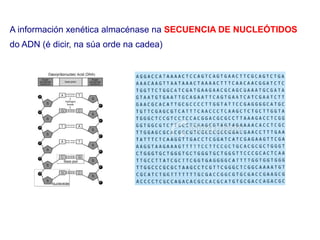 A información xenética almacénase na SECUENCIA DE NUCLEÓTIDOS
do ADN (é dicir, na súa orde na cadea)
 